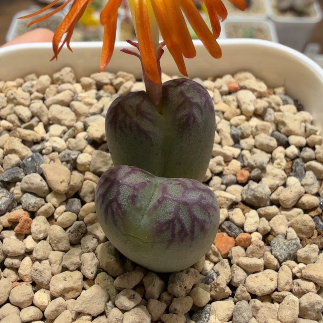 铅笔画SP 11-5-L60