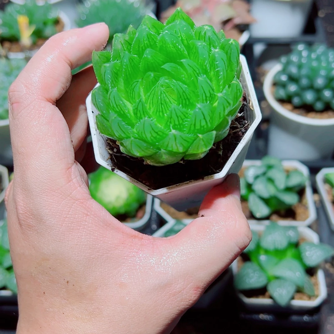 樱水晶玉露多肉植物