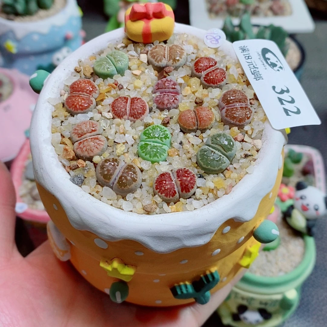 生石花花花花花花花322