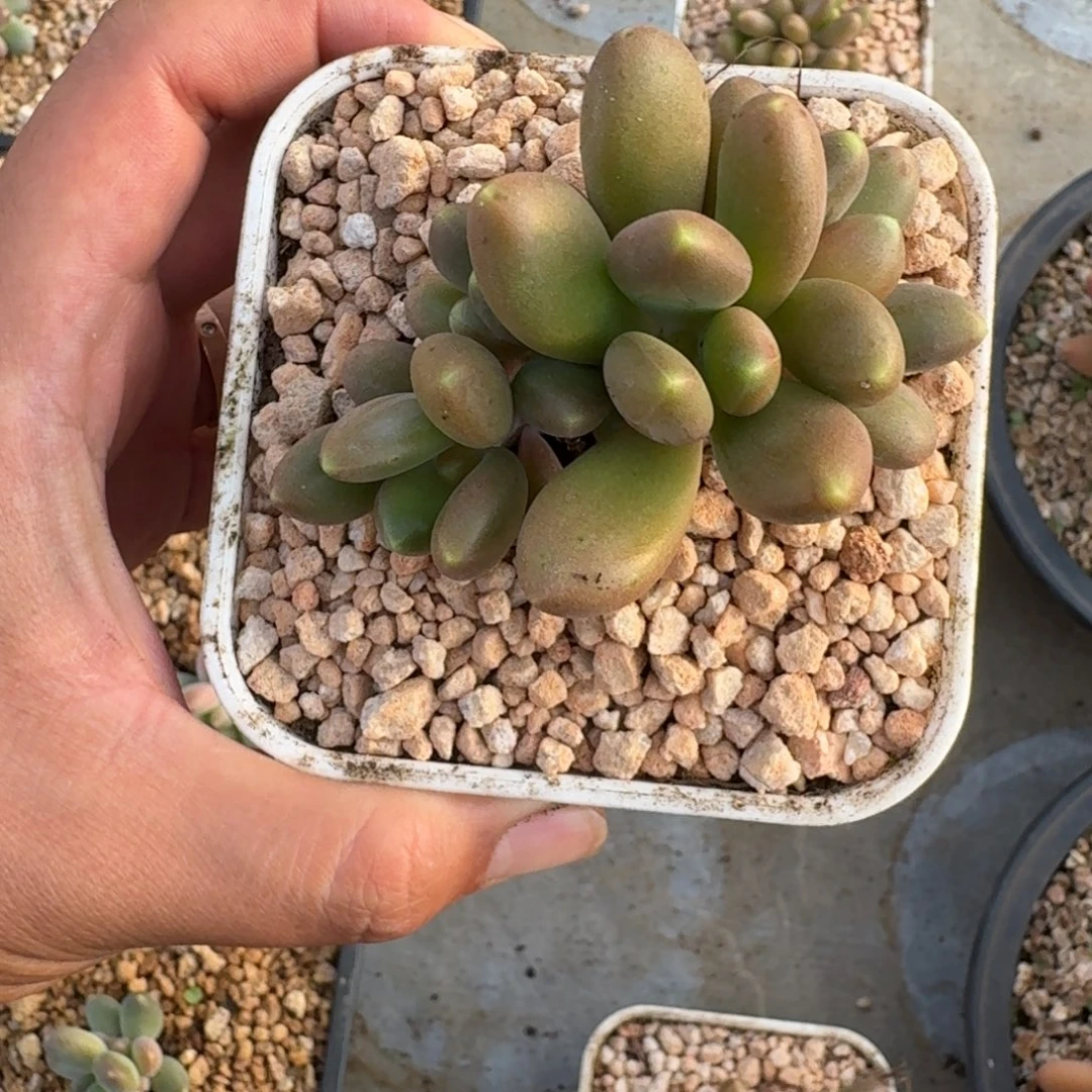 金吉拉 4头 一物一拍