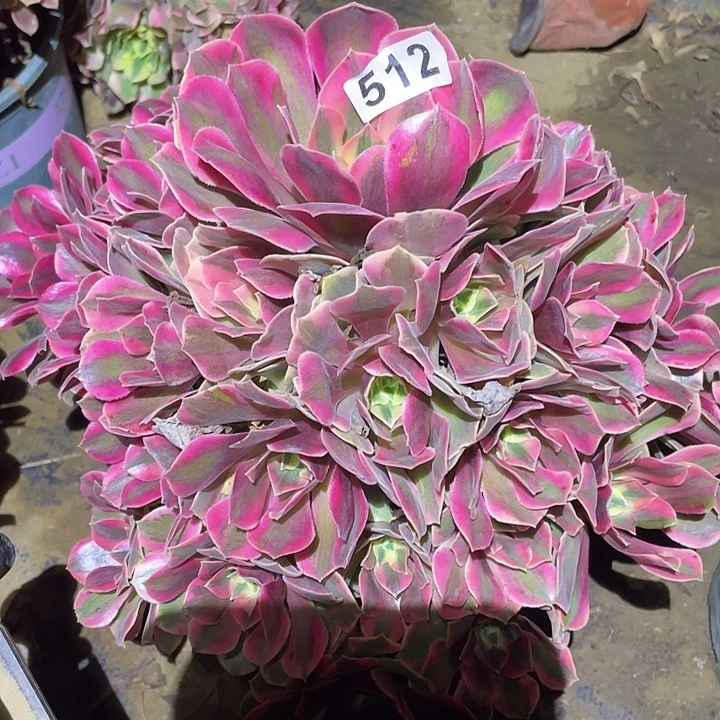 莫****?多肉植物断枝不包512女妖