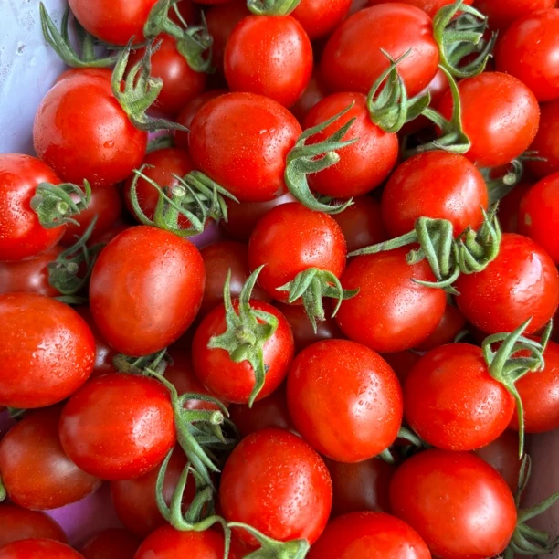 釜山88圣女果/三色圣女果小番茄酸甜爆汁