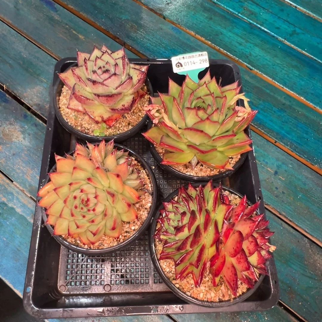 从前慢多肉精选编号0114.298