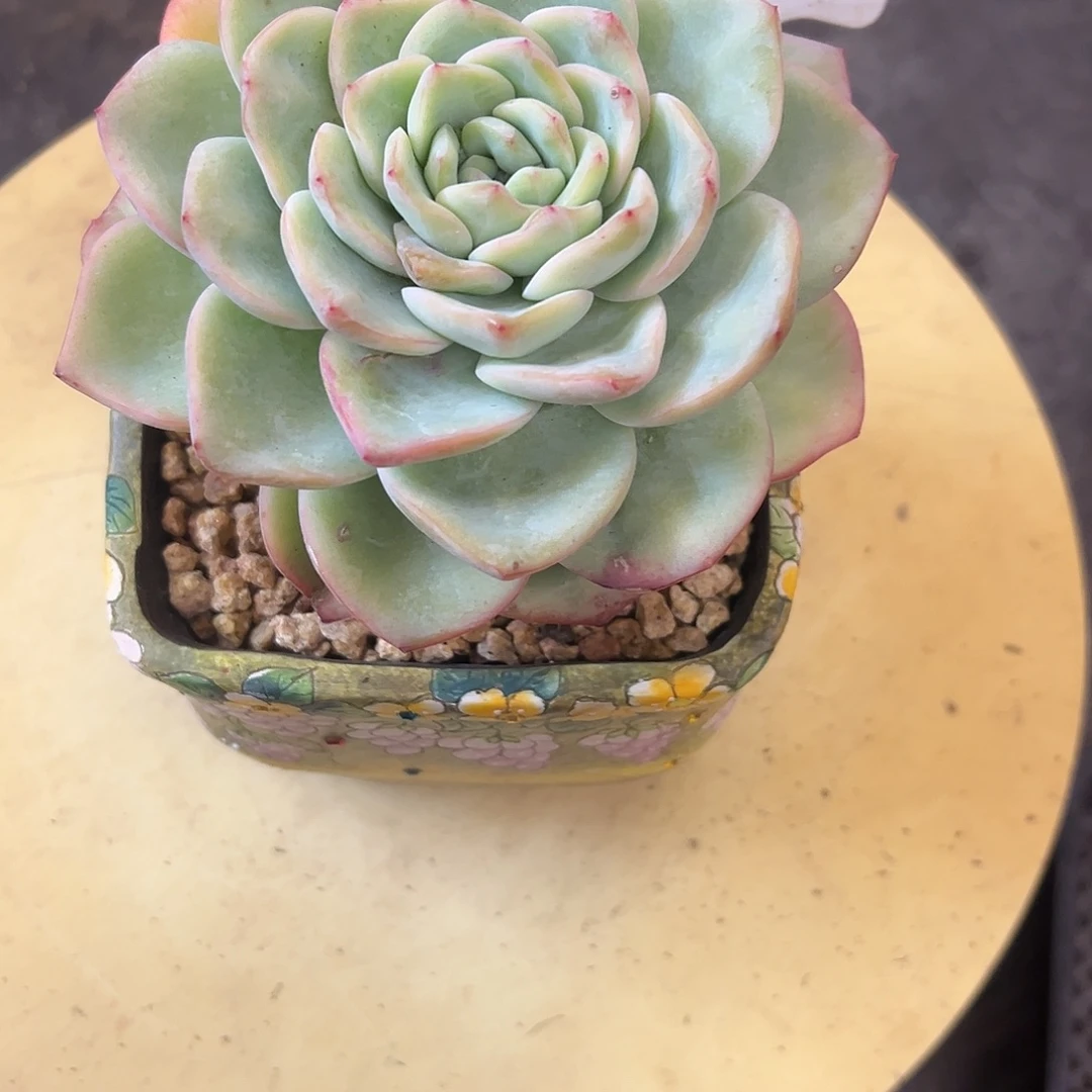 11泡芙。