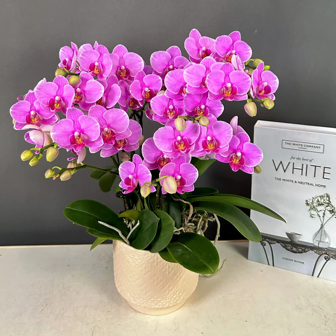 蝴蝶兰【紫蝶】粉紫色系 桌面花 耐开好养 精致轻奢组盆 室内花花