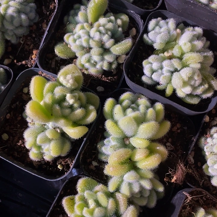 信东泥3.8带盆土发