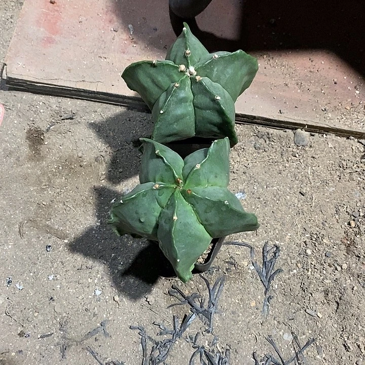 捞****组合2棵实生脱土发货