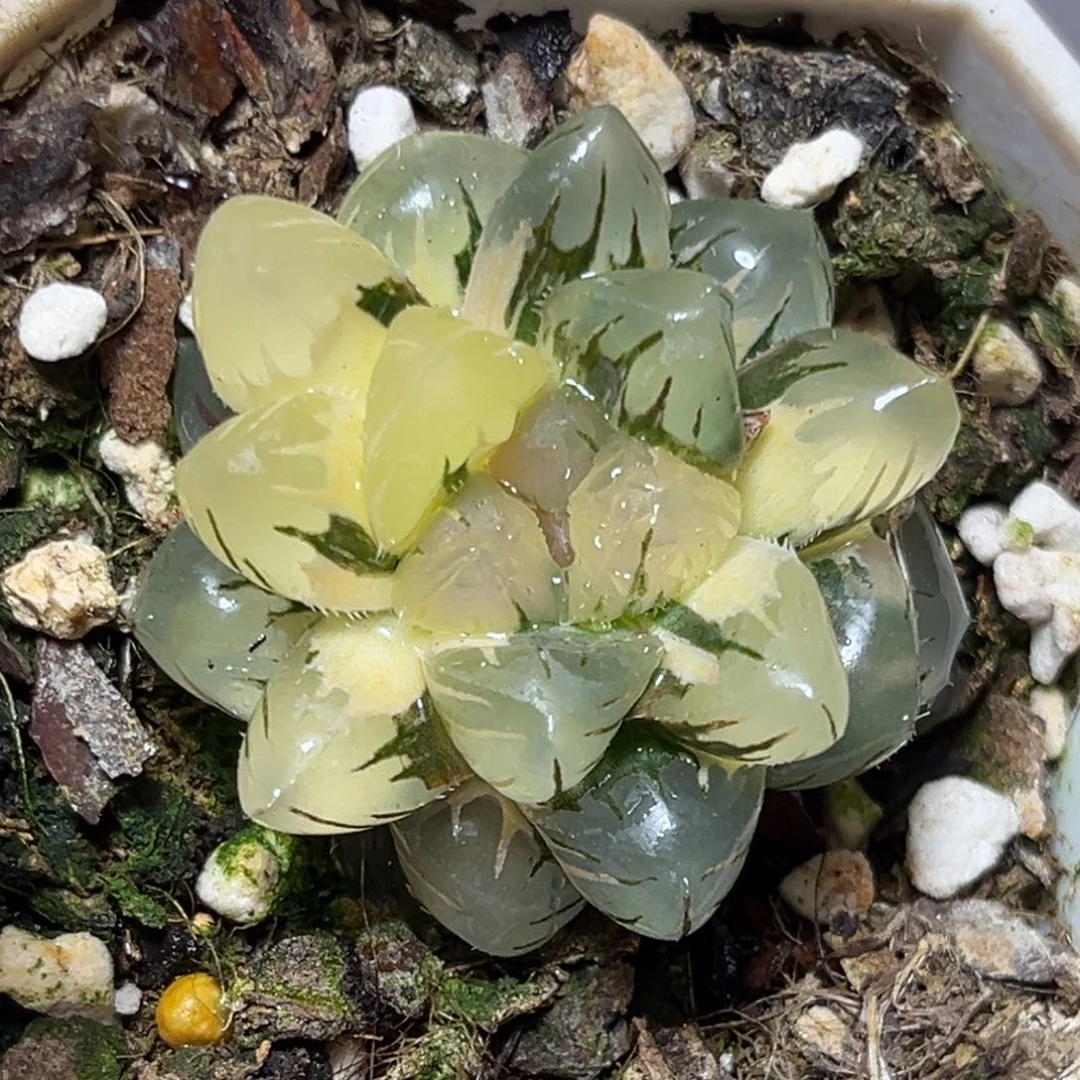 恭喜发财大吉大利994