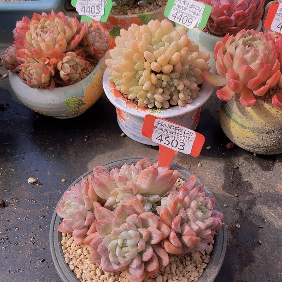 4593艾莎公主多肉植物