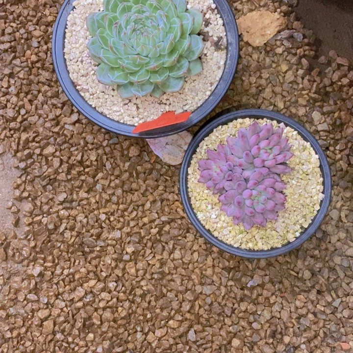 是的哦亲爱呢亲爱你