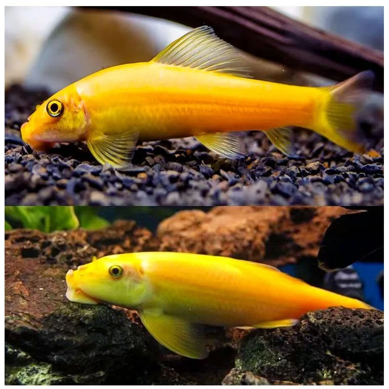 金苔鼠鱼淡水热带鱼小型景观鱼老鼠鱼海缸除藻生物清洁粪便清洁鱼