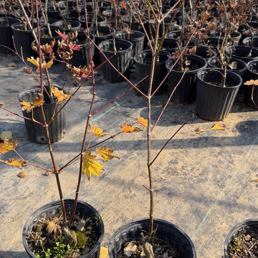 无花朵各种各样的品种风