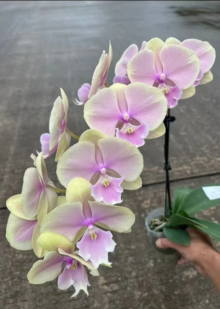 蝴蝶兰-芳美传奇抽梗苗3.5寸杯（无花 轻微叶伤跟双剑断一个不售后