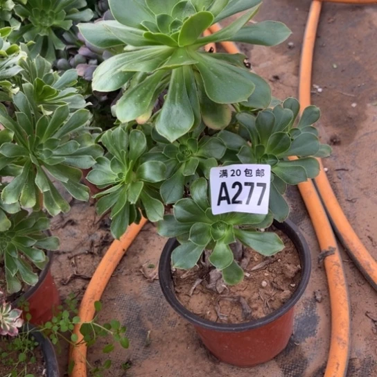 277军美丽不包断枝