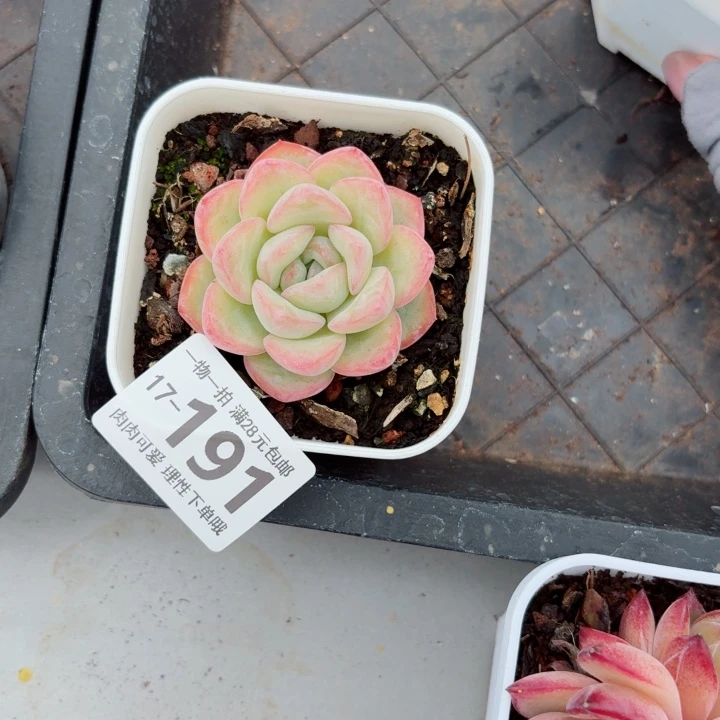 泡芙无盆土发货多肉多肉无