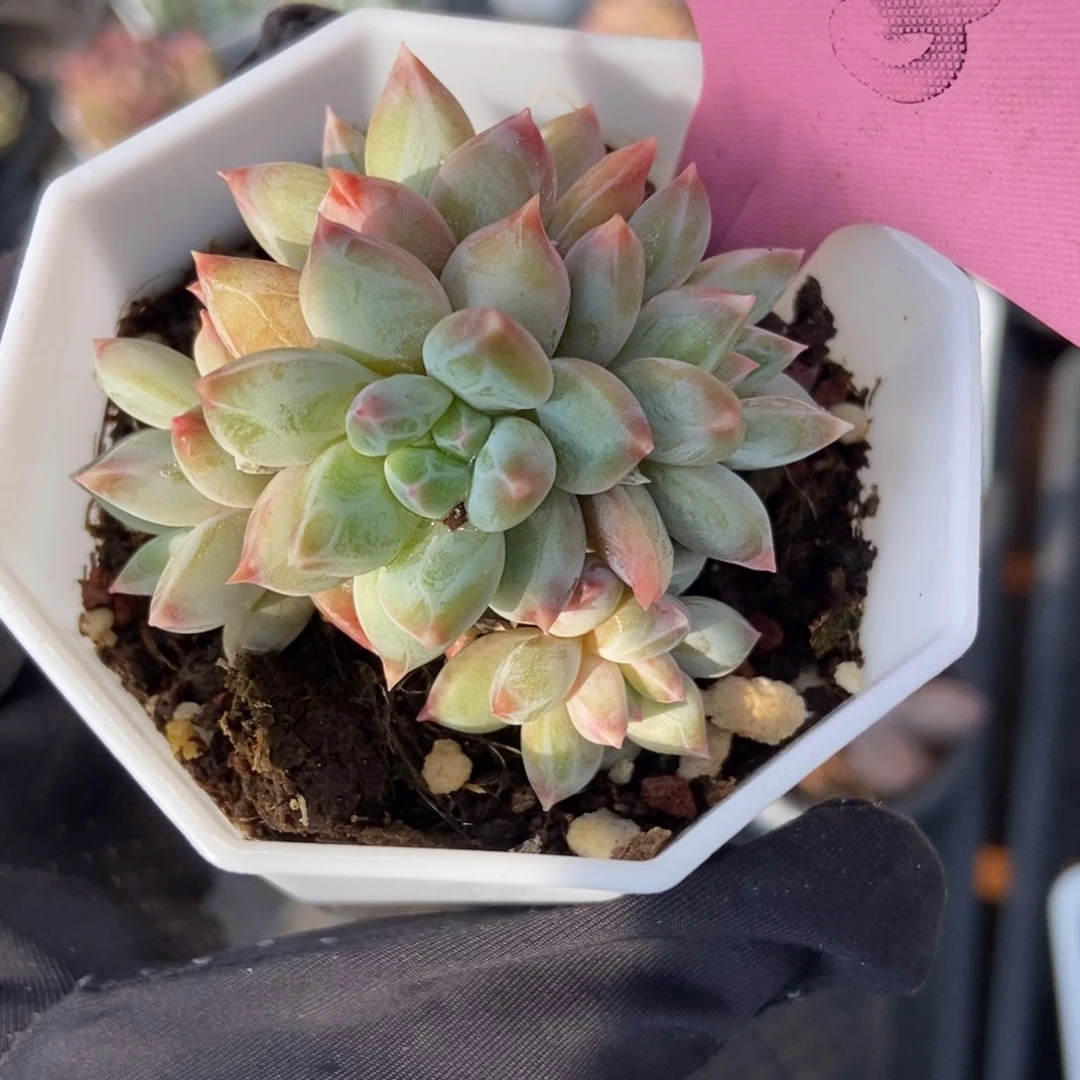 358梦幻美人多肉