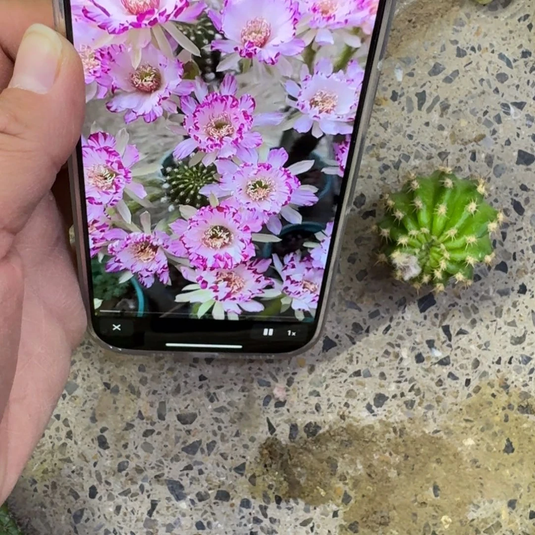 338丽花妖碟歪无根侧牙3公分左右，20包邮