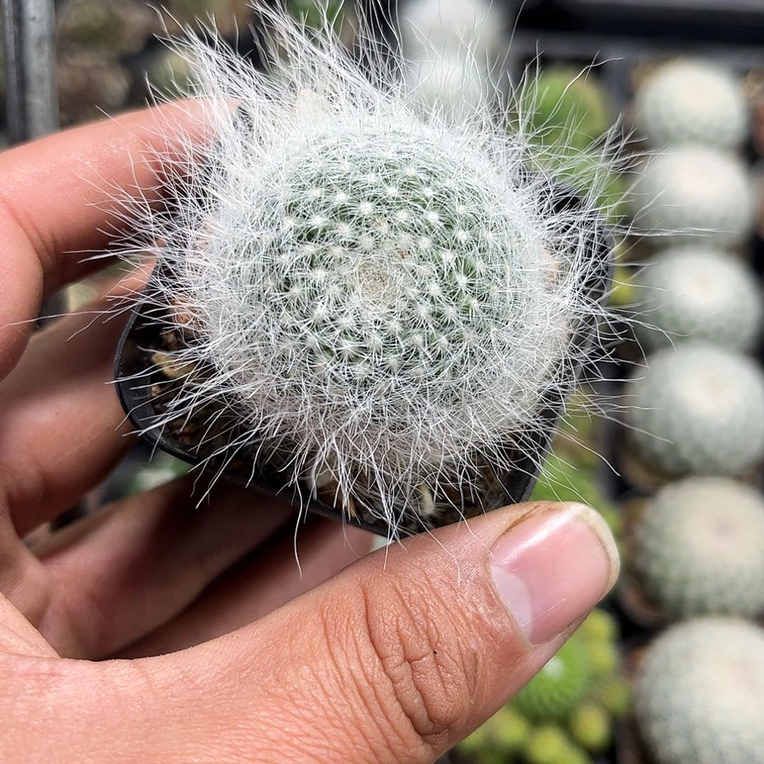 雪猿单头发货单头发