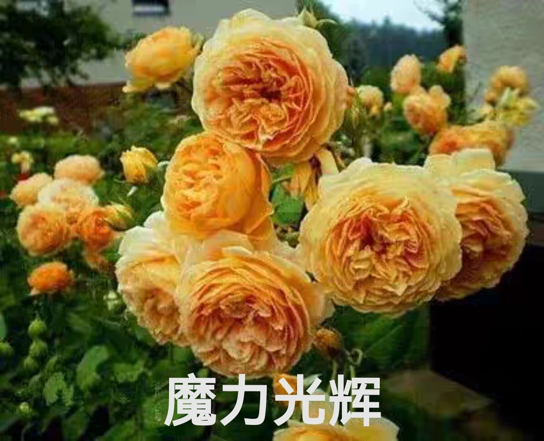 【魔力光辉】芊喜花园精选月季浓香耐热抗病可藤可灌实生露天根接苗