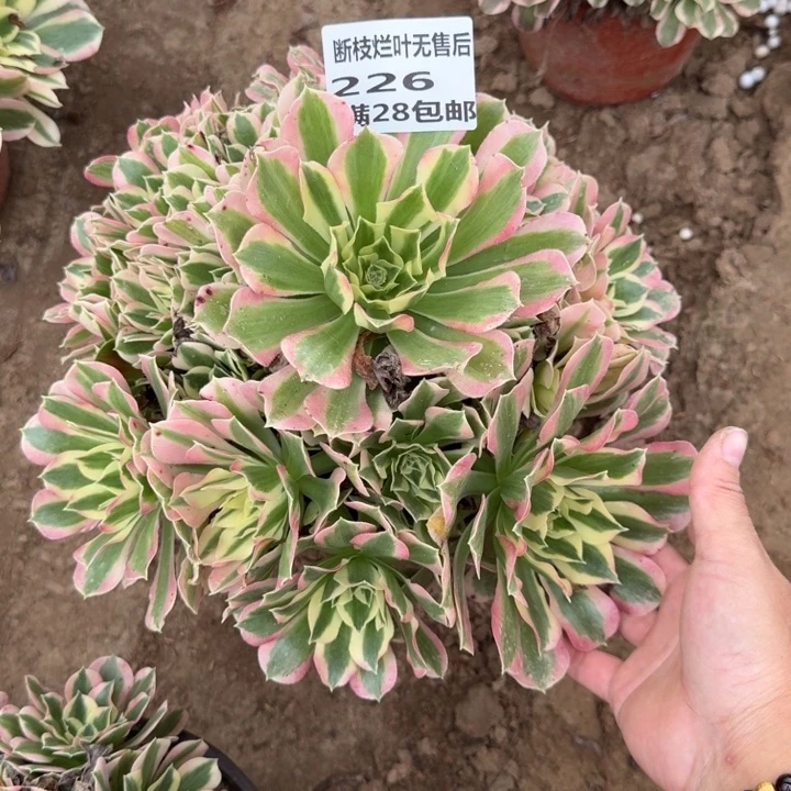 226二号棚粉钻波浪A