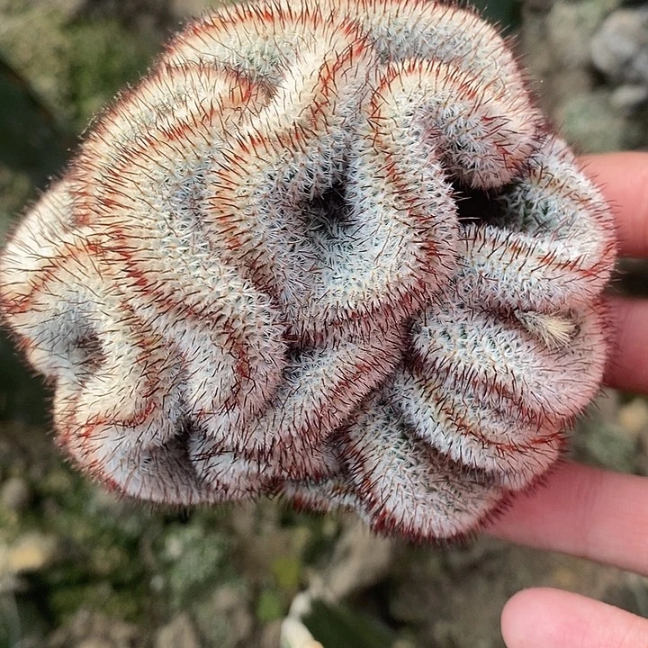 三角接直刺佩雷缀化