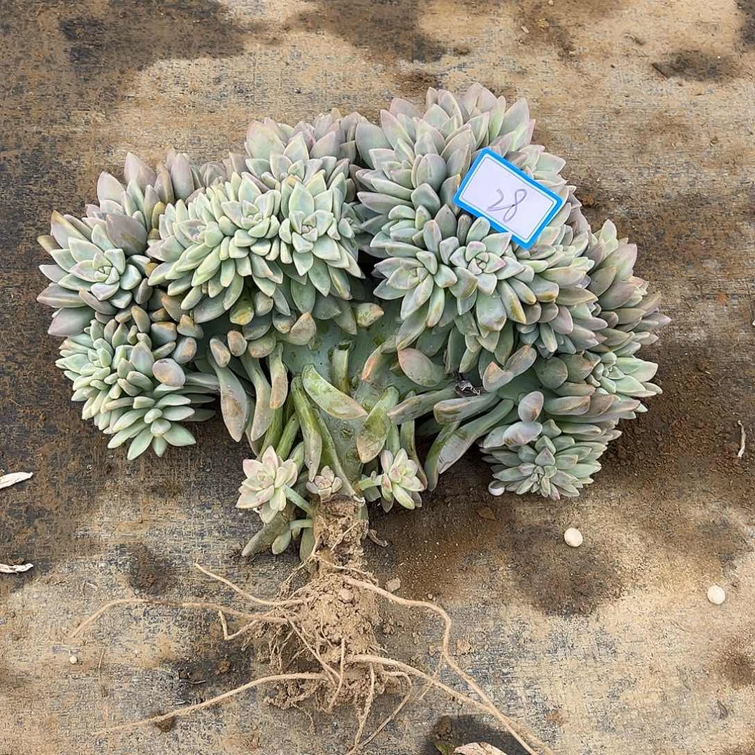 28号淡雪缀化一物一拍