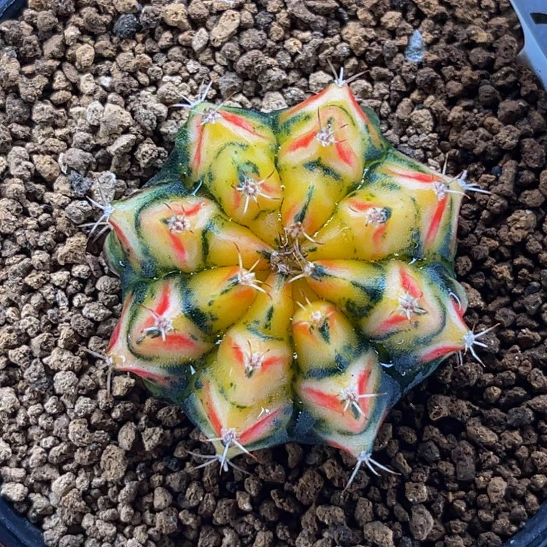 幻影骑士 米哈仙人球