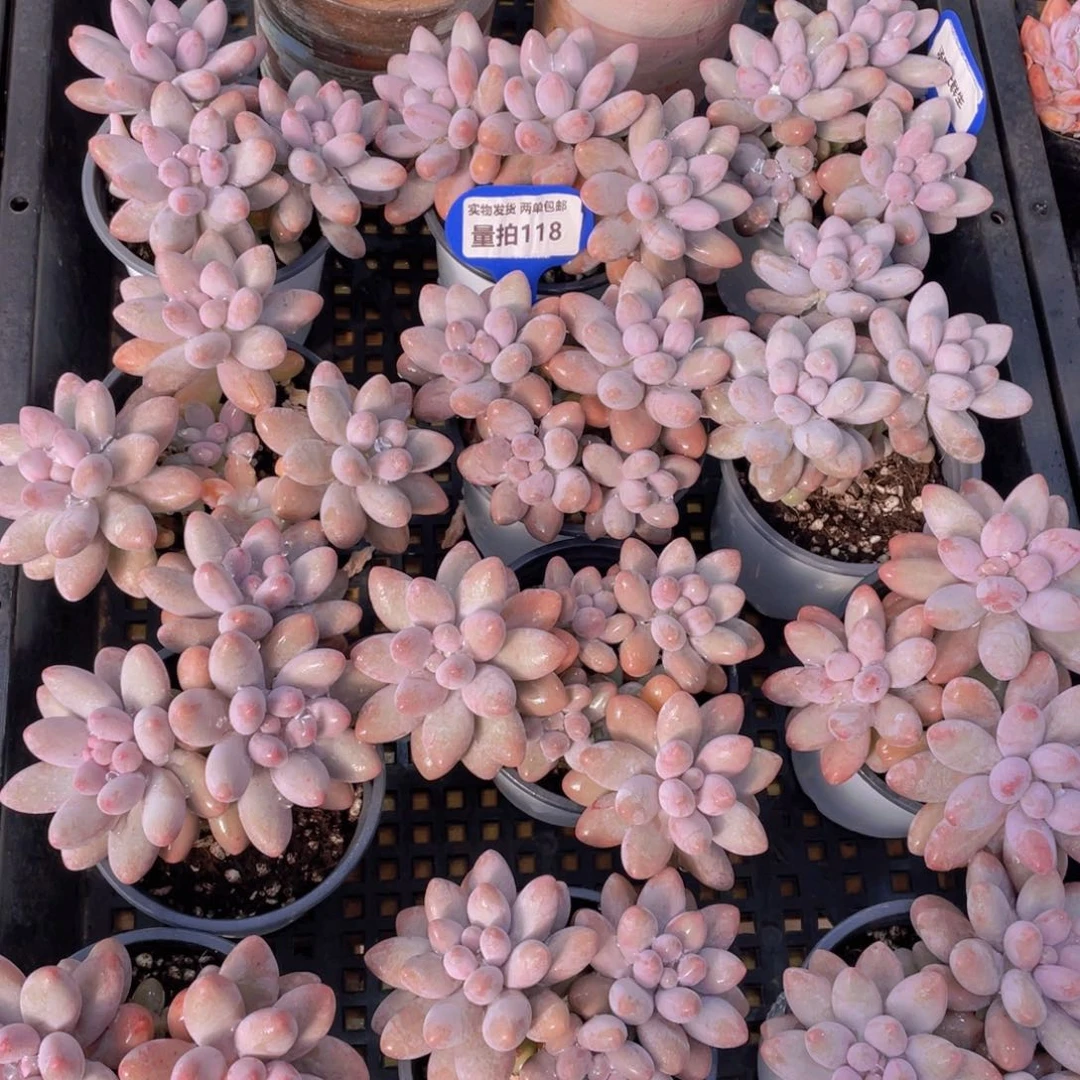 量拍118号 汤圆大群生一个