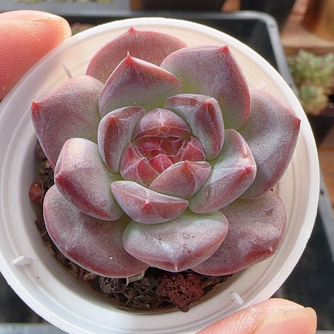 多肉0916--95琥珀天使珍妮