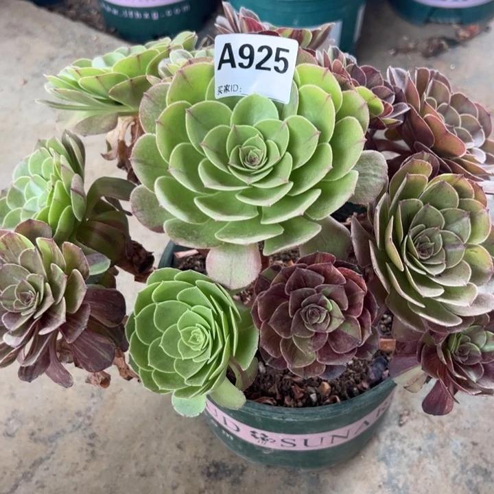 925花月夜25厘米左右