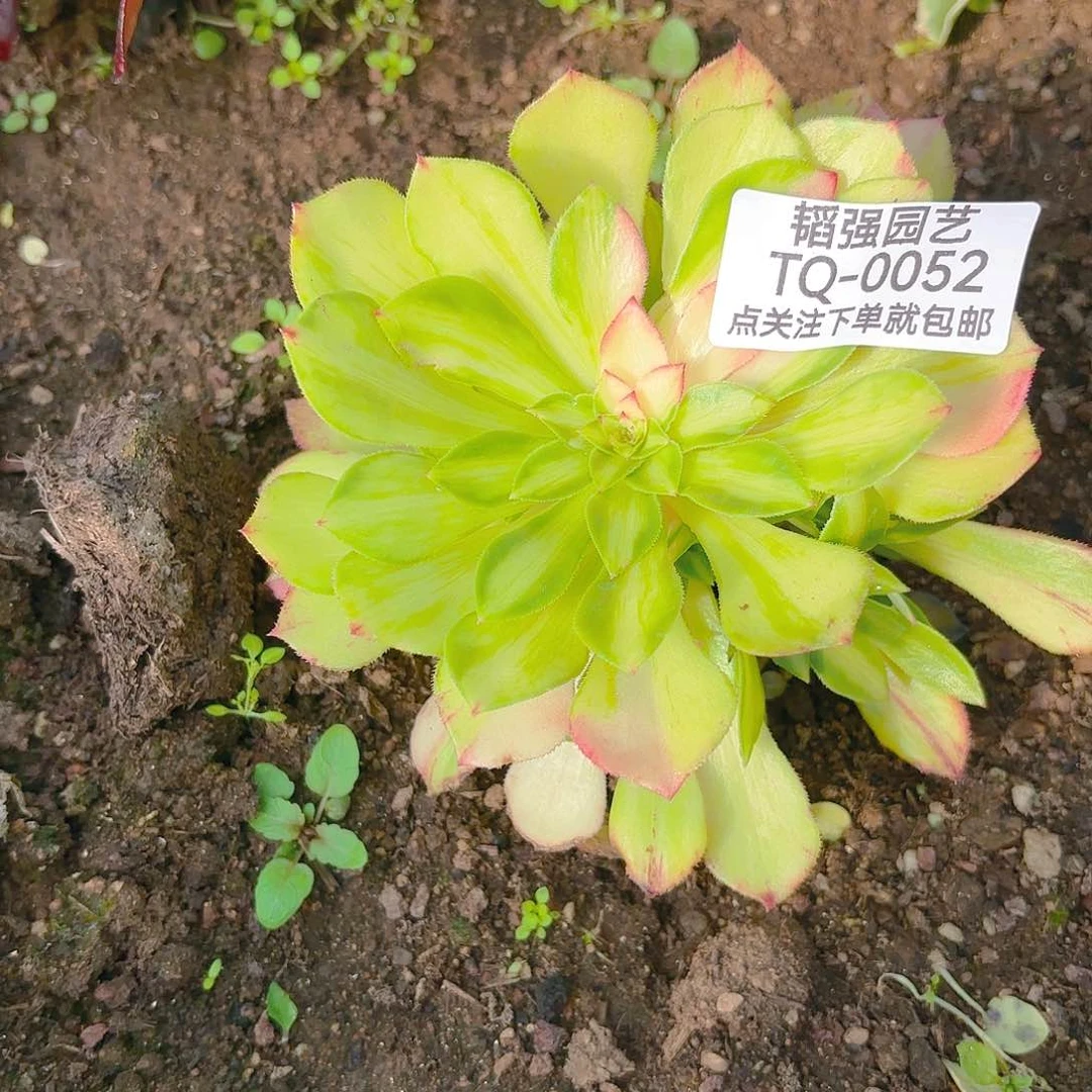 知否多肉植物52园艺