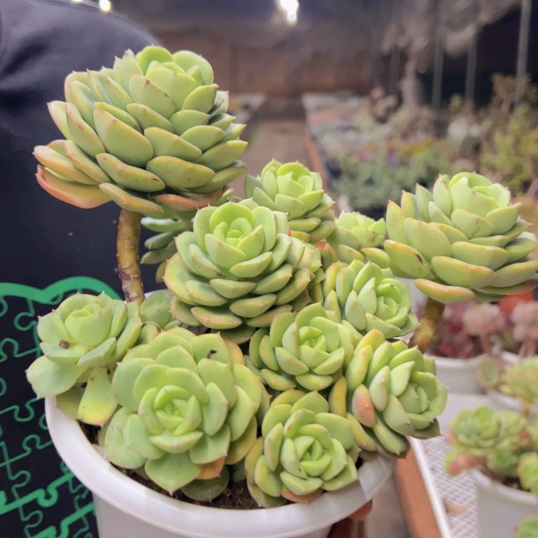 尼可莎娜玫瑰大盆