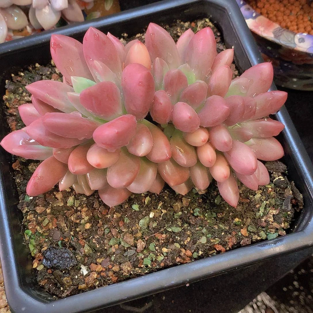 桃花源缀多肉一物一拍
