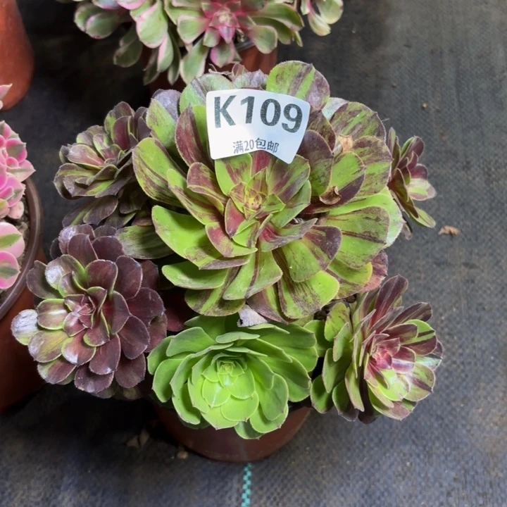 瑞妈多肉植物109.花月夜