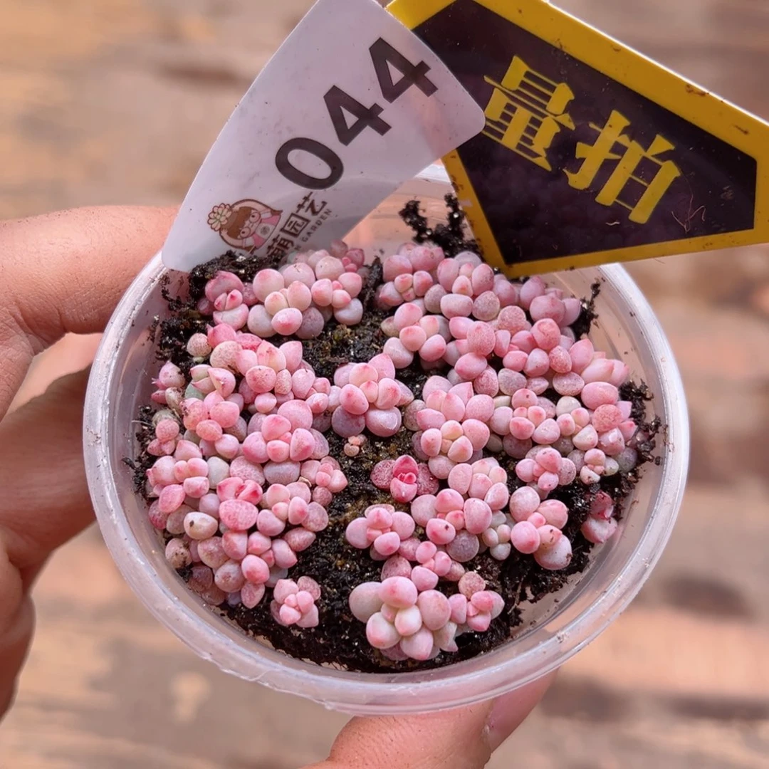 多肉植物多肉植物