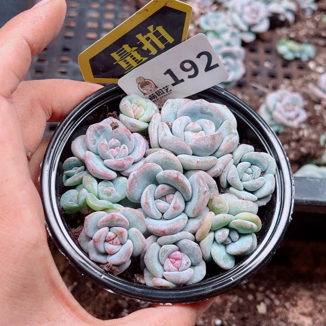 多肉植物多肉植物