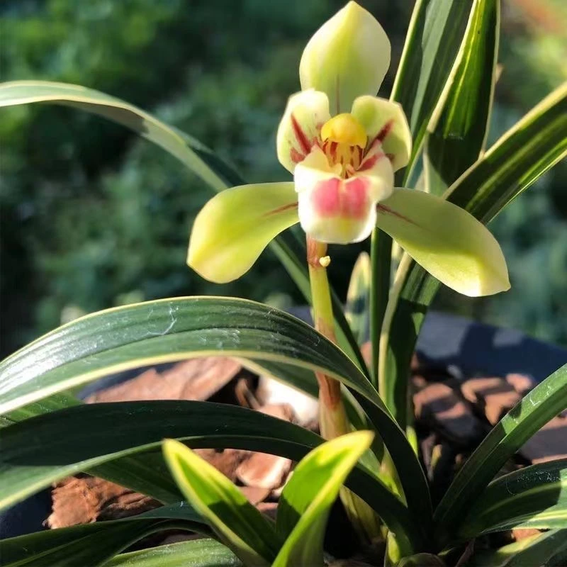 QINGYALANYUAN/清雅兰园(春节团购)清雅浓香兰花苗春兰彩云荷