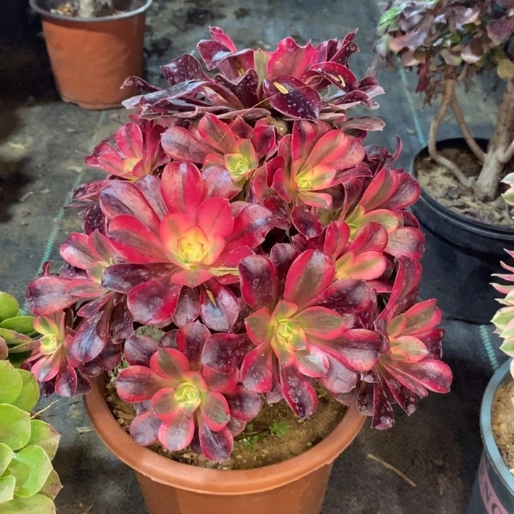 美杜莎多肉植物55。