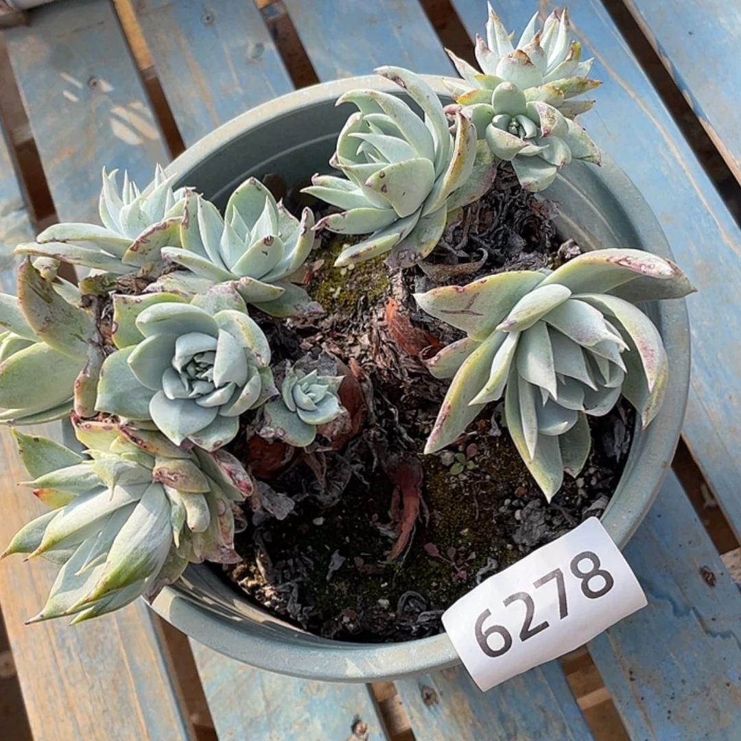 【闪购商品】雪山二代杂