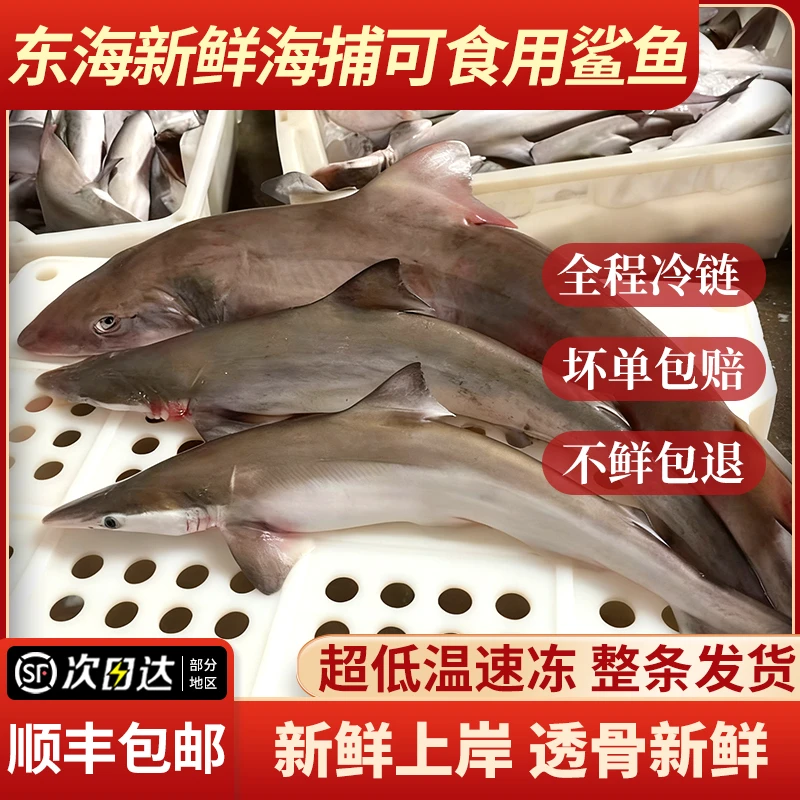 【顺丰包邮】东海新鲜冷冻小白鲨可食用鲨鱼尖头斜齿鲨真鲨鱼整条装