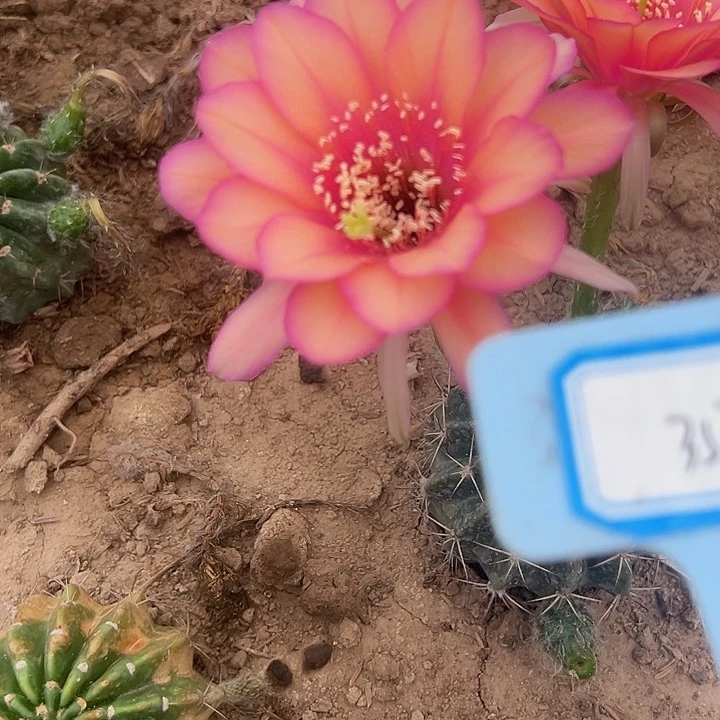 P****35号杂交剑芒丸丽花