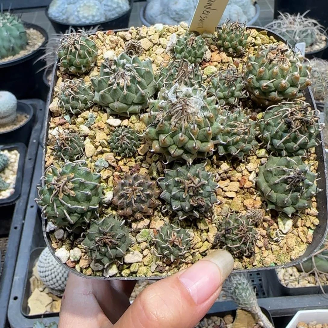 0000502实生安德森多肉