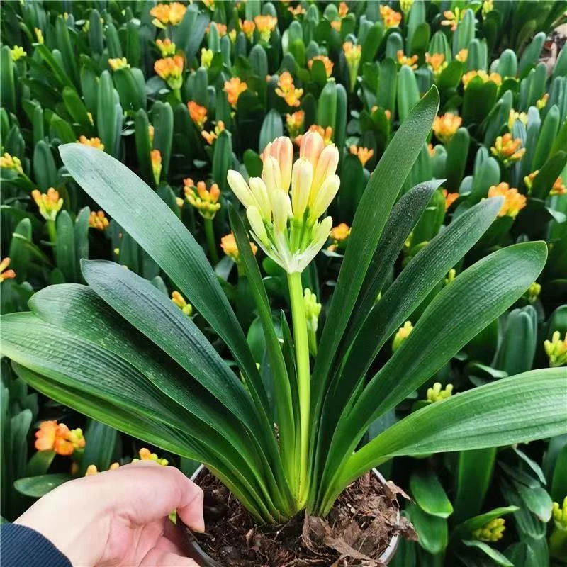 开花君子兰带花苞大苗盆栽四季常青年宵花卉客厅室内绿植花卉.