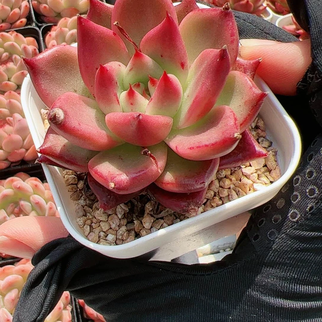 多肉植物红颜蜜语