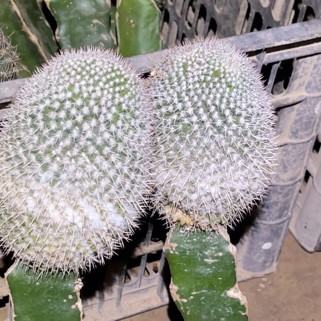 白玉 无根嫁接 下过侧芽