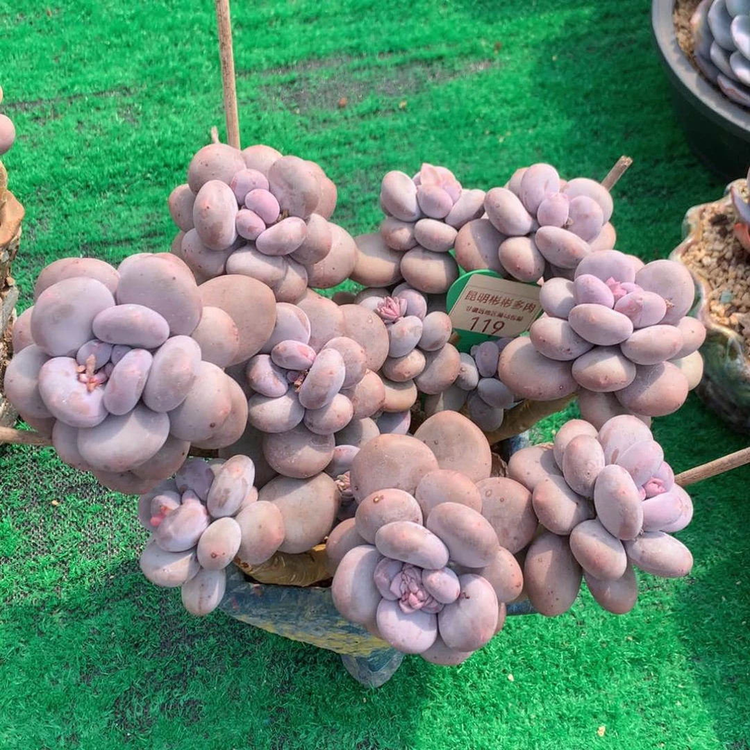 ?大叶奶无砍老桩119