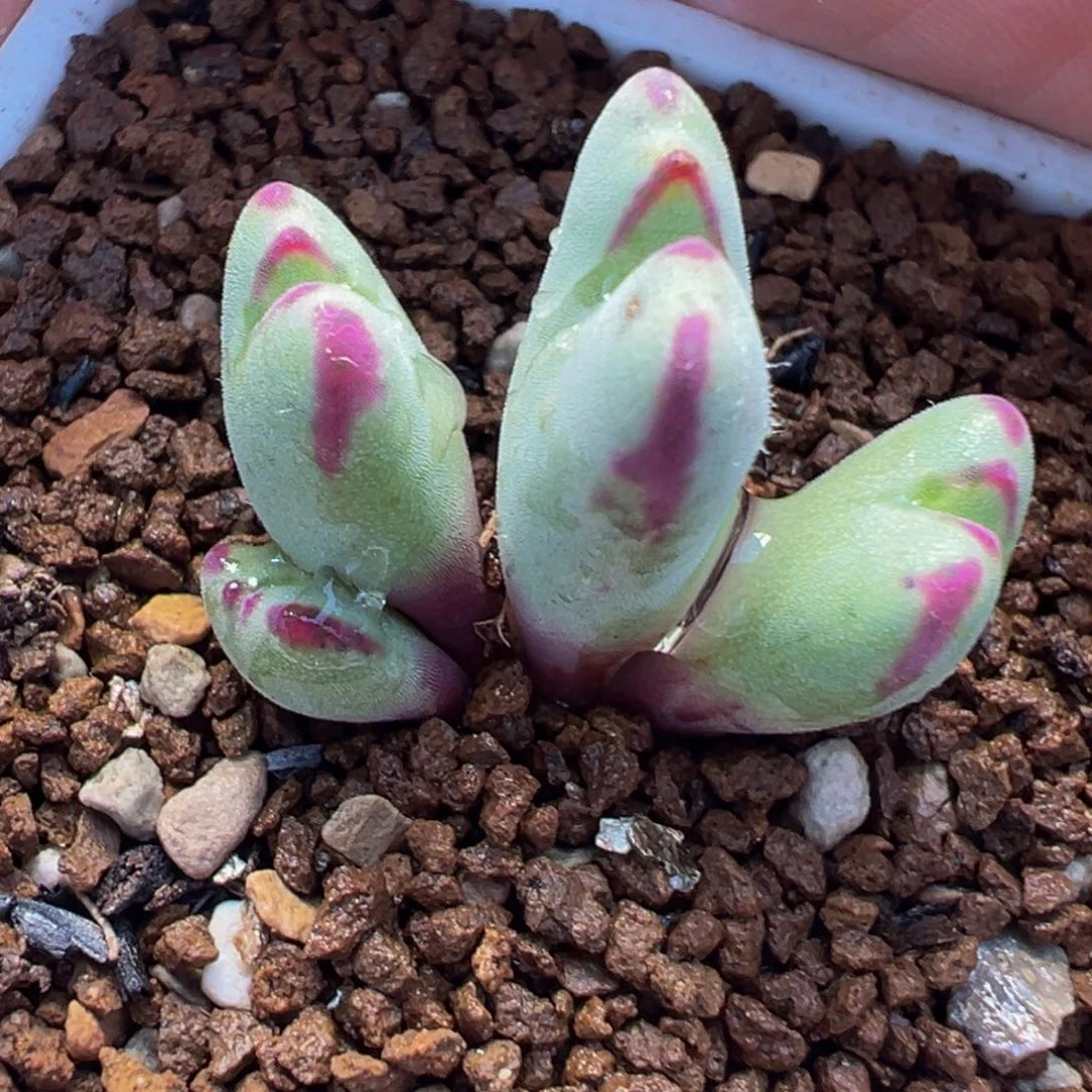 452多肉植物种类多样