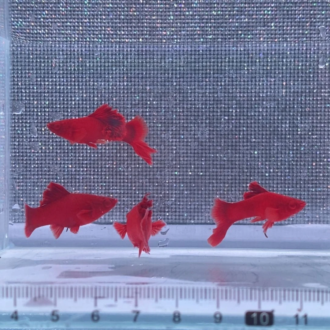 红剑鱼高鳍红剑亚成2对