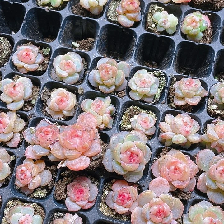 五个不同个体桃坞穴一个满25包邮