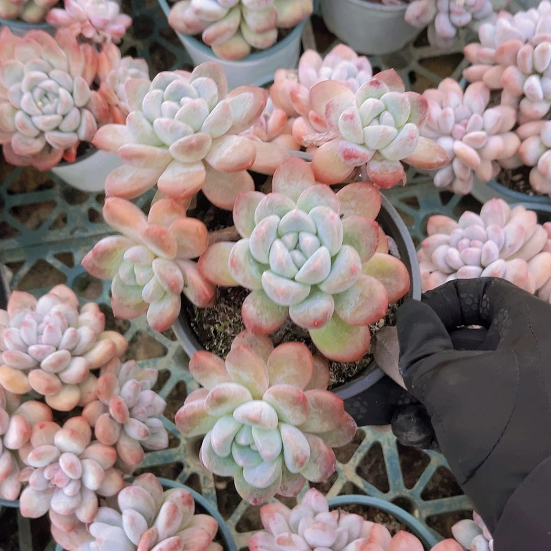 香玉17公分99999988